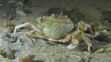 Yüzme Yengeç (Liocarcinus holsatus).