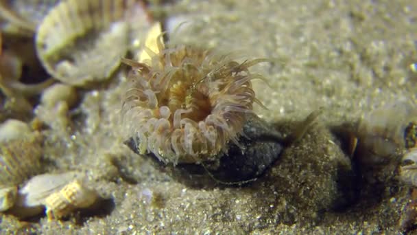 Anémona marina en la concha del gasterópodo . — Vídeos de Stock
