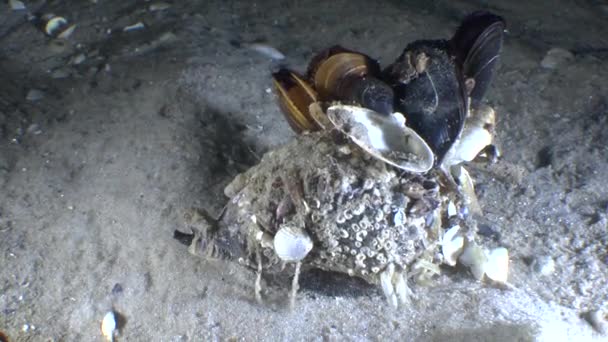 Biocenosis en movimiento - gastropod Veined Rapa Whelk . — Vídeos de Stock