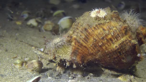 Whelk Rapa veiné Gastropod avec plusieurs anémones sur la coquille . — Video