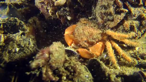 Borstigt krabba (Pilumnus hirtellus). — Stockvideo