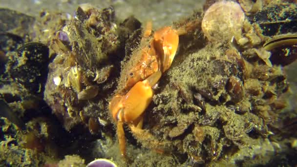Bristly Crab (Pilumnus hirtellus). — Stok Video