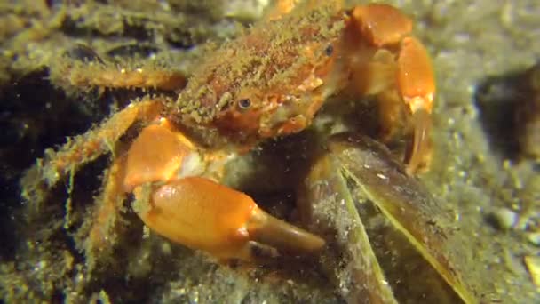 Crabe hérissé (Pilumnus hirtellus) ). — Video