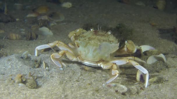 Granchio da nuoto (Liocarcinus holsatus ). — Video Stock