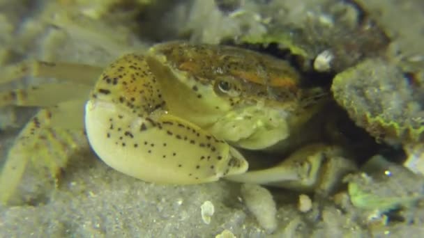 Zuiderzee crab (Rhithropanopeus harrisi). — Stock Video