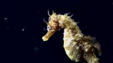 Seahorse yüzgeçleri çalışmalarını.