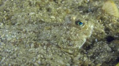 Avrupa dil balığı portresi.