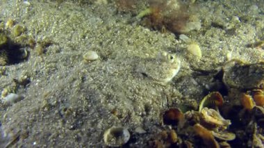 Kumlu toprağa gömülü Avrupa dil balığı.