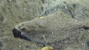 Avrupa dil balığı uzak çerçeve yüzüyor.