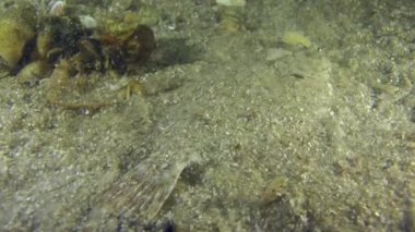 Avrupa dil balığı kendisi kumlu toprağa gömer.