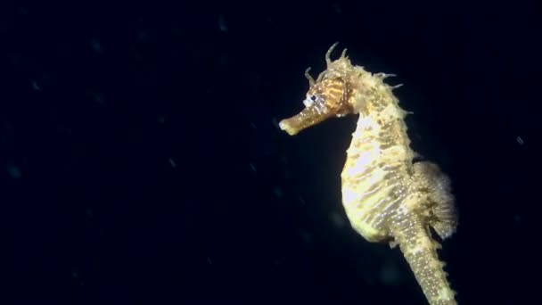 Sea horse zwemt in de waterkolom. — Stockvideo