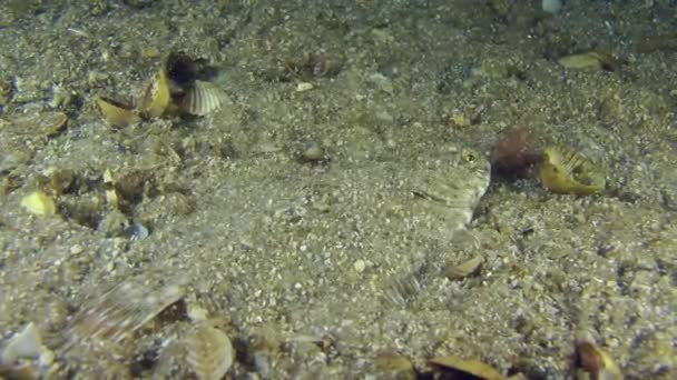 European flounder masked by burrowing in sandy ground. — Stock Video