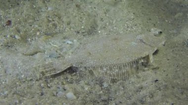 Avrupa dil balığı, yavaş yavaş uzak çerçeve yüzüyor.