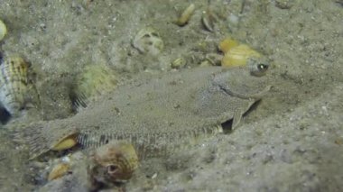 Pavurya Avrupa dere pisisi korkutmuş.