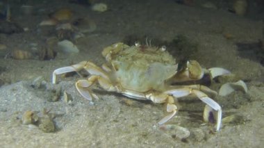 Yüzme Yengeç (Liocarcinus holsatus).