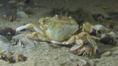 Yüzme Yengeç (Liocarcinus holsatus).