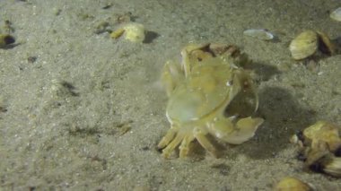 Yüzme Yengeç (Liocarcinus holsatus).