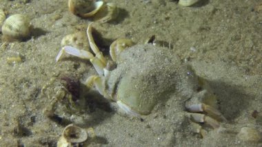 Yüzme Yengeç (Liocarcinus holsatus).
