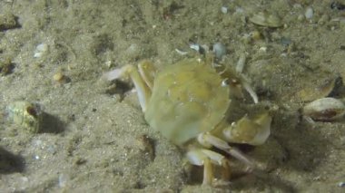 Yüzme Yengeç (Liocarcinus holsatus).