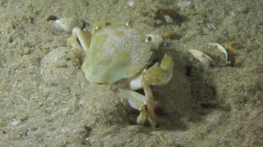 Yüzme Yengeç (Liocarcinus holsatus).