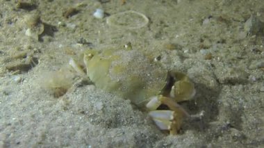 Yüzme Yengeç (Liocarcinus holsatus).