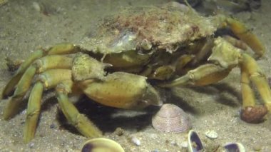 Yeşil Yengeç (Çingene maenas).