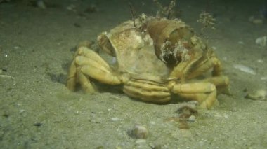 Yeşil Yengeç (Çingene maenas).