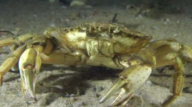 Yeşil Yengeç (Çingene maenas).