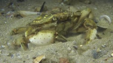 Yeşil Yengeç (Çingene maenas).