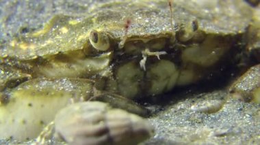 Yeşil Yengeç (Çingene maenas).