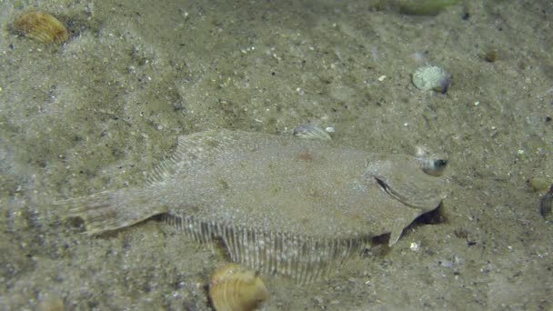 European flounder lies on the bottom occasionally swaying fins. — Stock Video