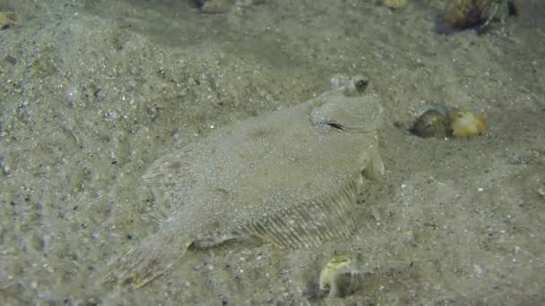 European flounder slowly swims away from the frame. — Stock Video