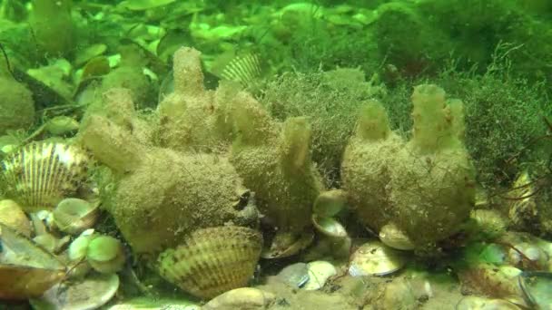 Deniz dibinin birkaç deniz squirts. — Stok video