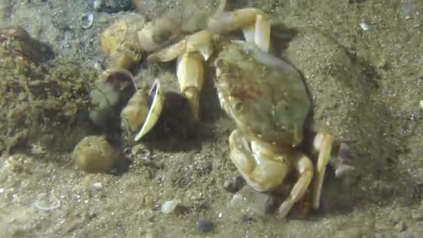 Krabba (Liocarcinus holsatus). — Stockvideo