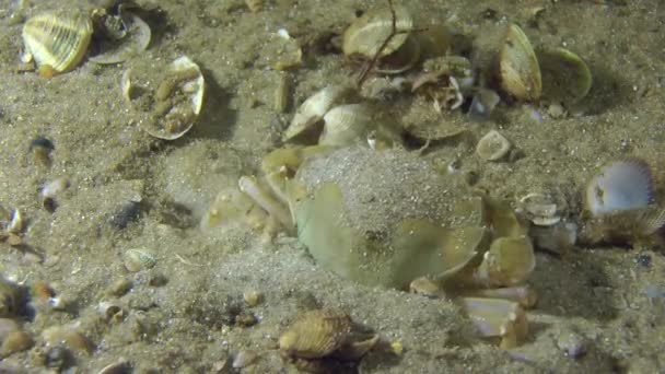 Caranguejo de natação (Liocarcinus holsatus ). — Vídeo de Stock