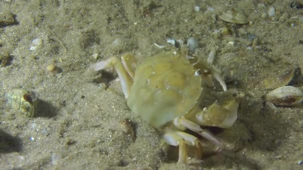 Cangrejo nadador (Liocarcinus holsatus ). — Vídeos de Stock