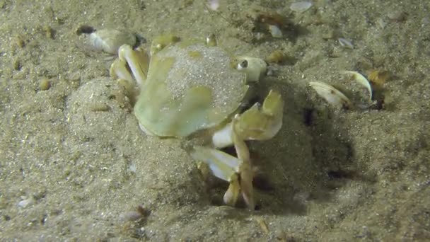 三疣梭子蟹 (Liocarcinus holsatus). — 图库视频影像