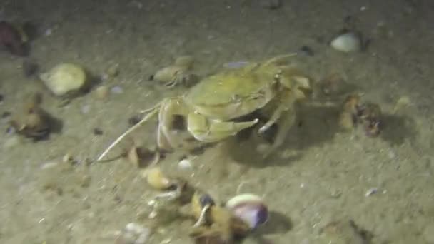 Crabe nageur (Liocarcinus holsatus) ).