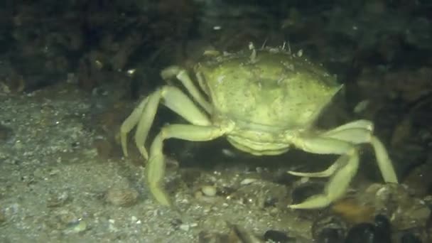 Grön krabba (Carcinus maenas). — Stockvideo