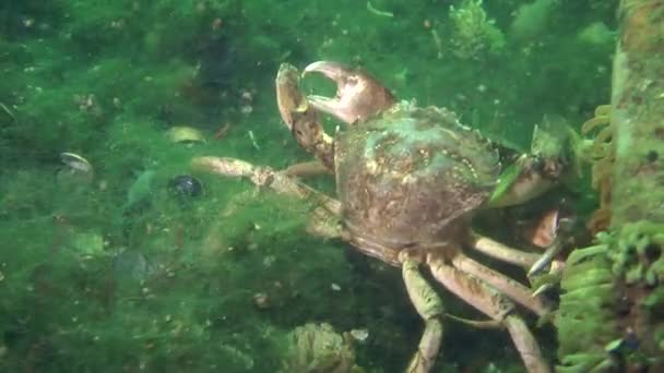 Grön krabba (Carcinus maenas). — Stockvideo