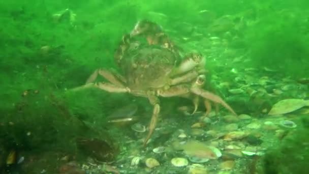 Grön krabba (Carcinus maenas). — Stockvideo