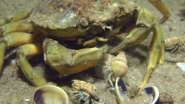 Zelený krab (Carcinus maenas). — Stock video