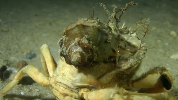 Granchio verde (Carcinus maenas ). — Video Stock