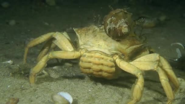 Caranguejo-verde (Carcinus maenas ). — Vídeo de Stock