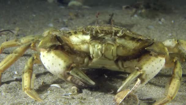 Green crab (Carcinus maenas). — Stock Video