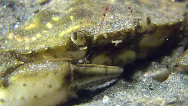 Caranguejo-verde (Carcinus maenas ). — Vídeo de Stock