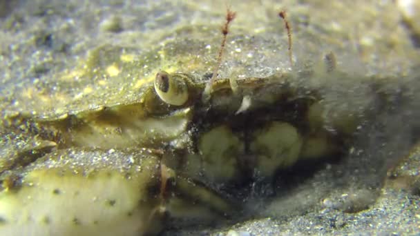 Groene krab (Carcinus maenas). — Stockvideo