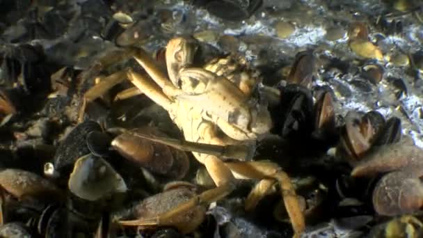 Grüne Krabbe (carcinus maenas)). — Stockvideo