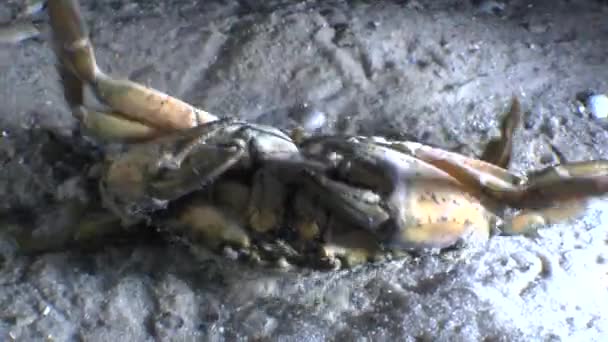 Green crab (Carcinus maenas). — Stock Video