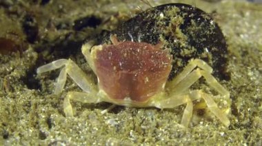 Grapsoid Yengeç (Brachynotus lucasi).